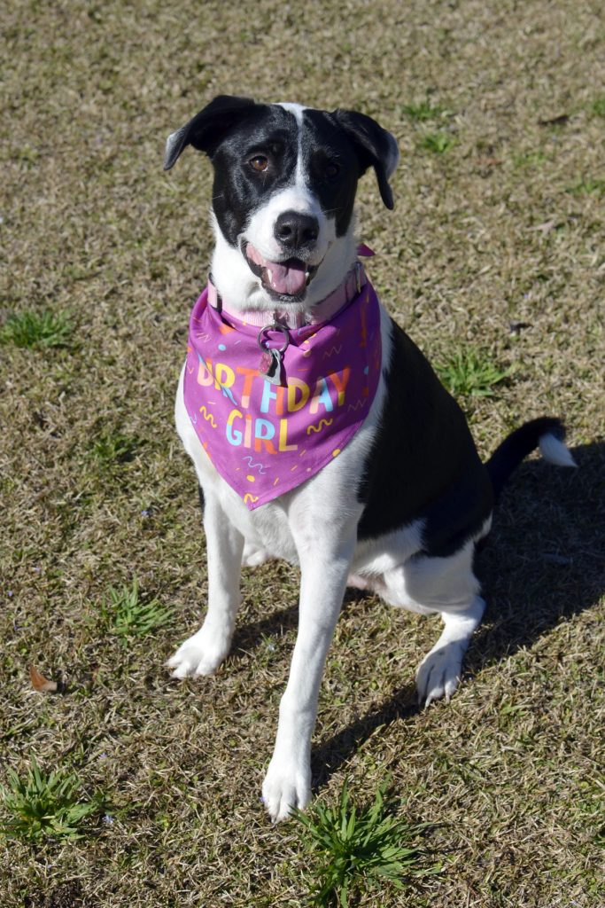 Black and white dog wearing Birthday Girl scarf sitting on grass.