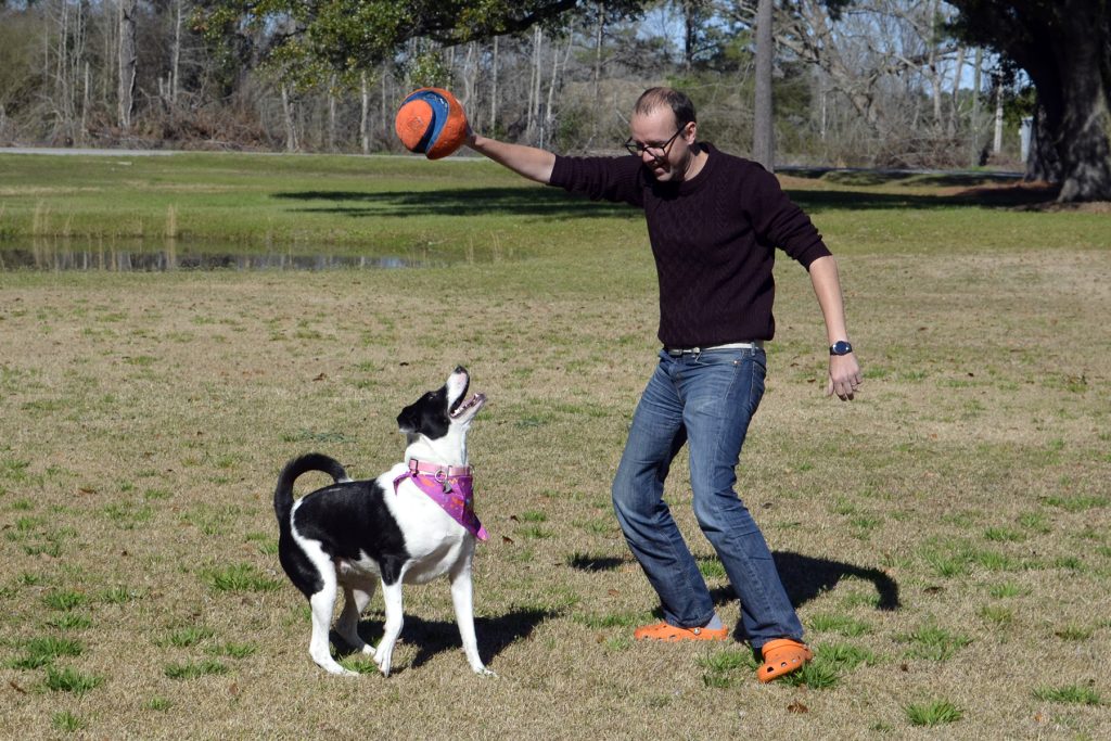 Man holds Chuck-It Kick Fetch ball above large black and white dog.