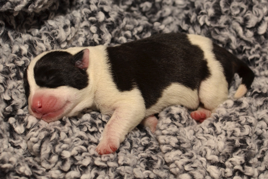 Black and white newborn puppy sleeping.