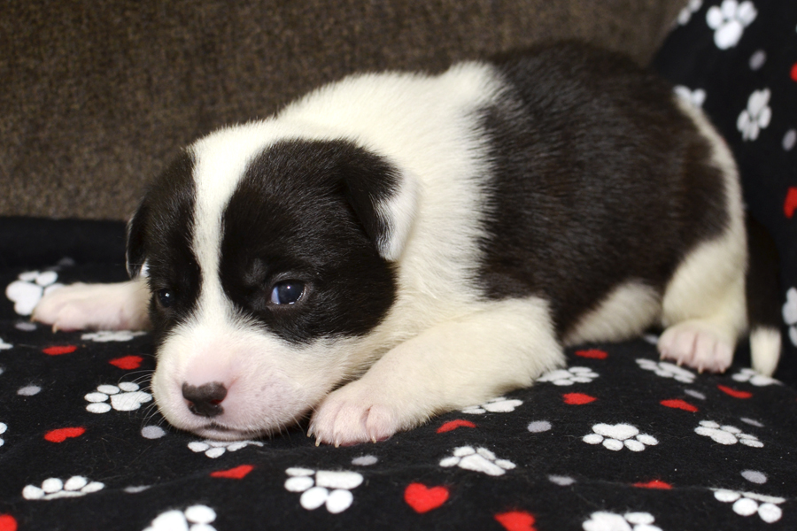 Young black and white puppy gazing at camera.