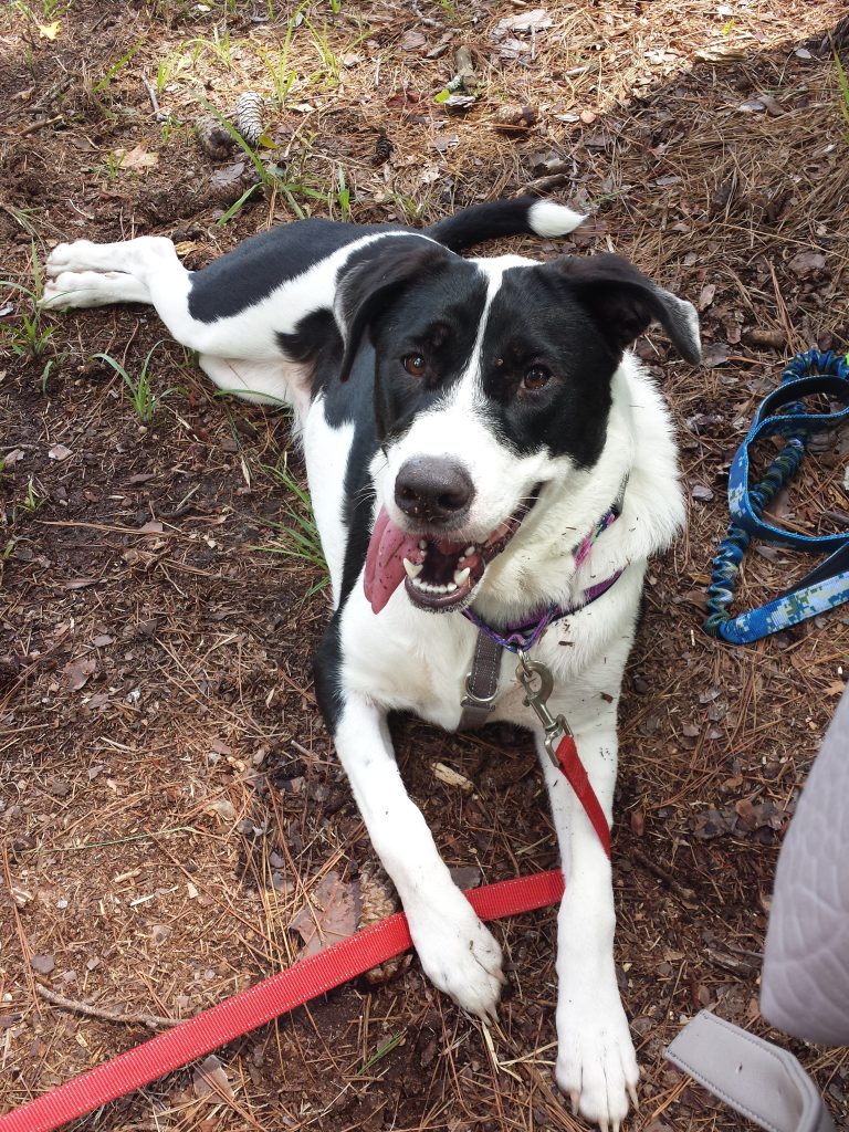 Large breed black and white dog relaxing in the dirt, panting with tongue hanging out.