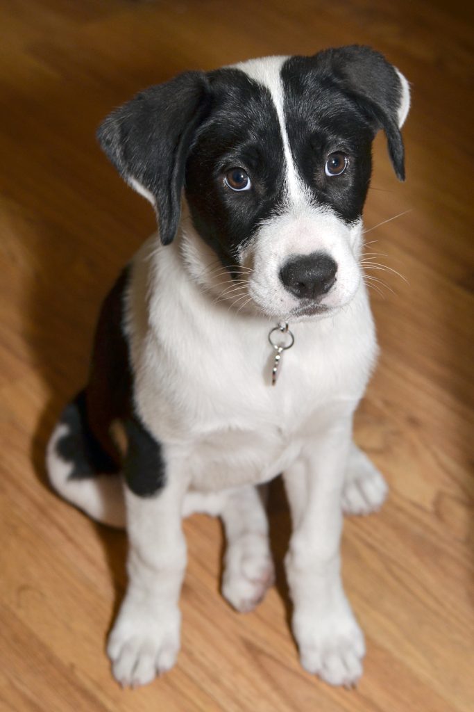 Three-month-old black and white puppy in sitting position.