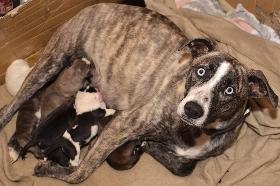 Blue-eyed dog looking at camera while newborn pups nurse.