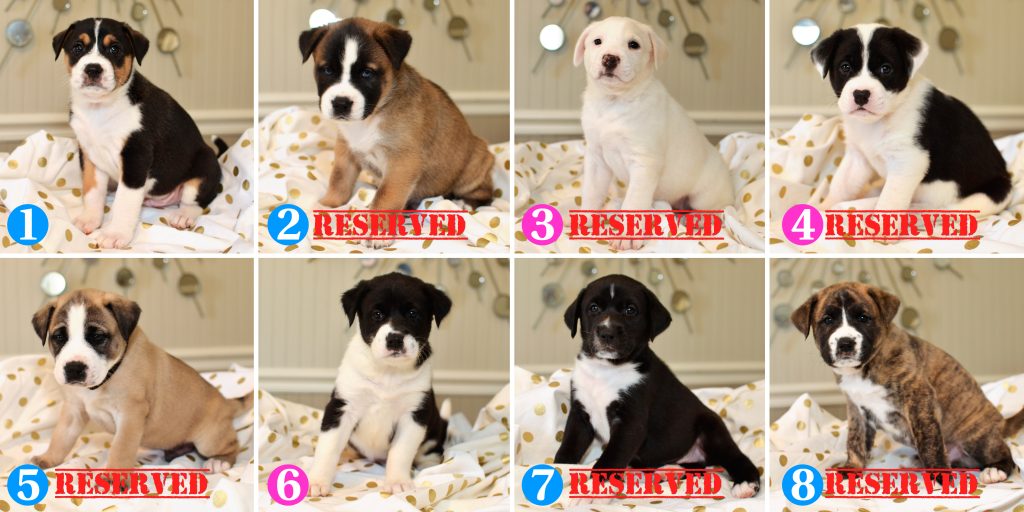 Compilation of eight puppy littermates.