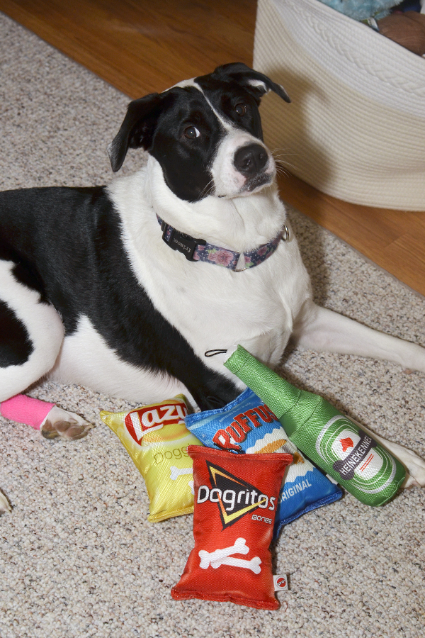 Bree, a large black and white dog, poses with her food-shaped dog toys.