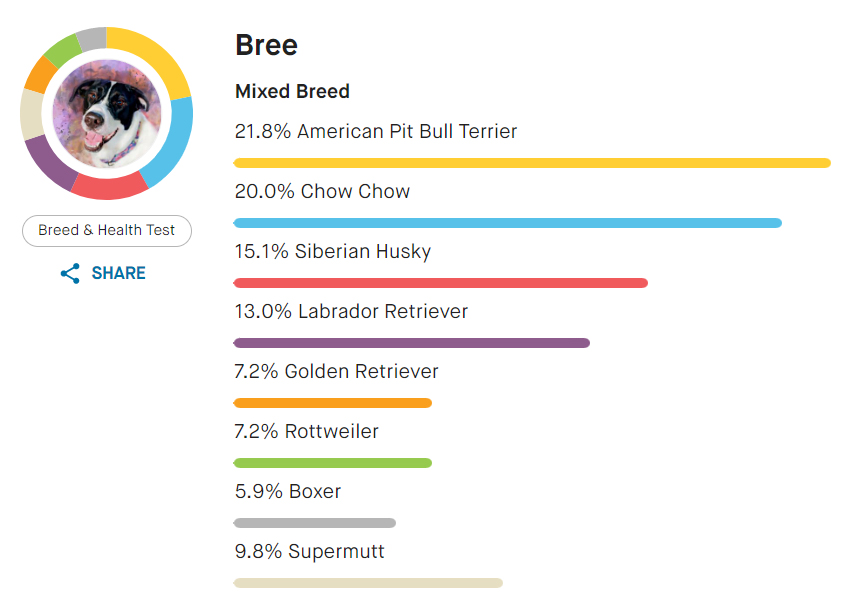 Embark breed results chart for our dog, Bree. Meet our dog.