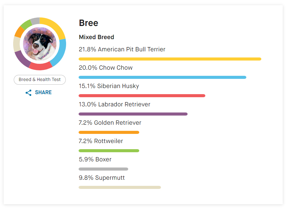 Infographic showing Bree's breed results, with American Pit Bull Terrier as the highest result.