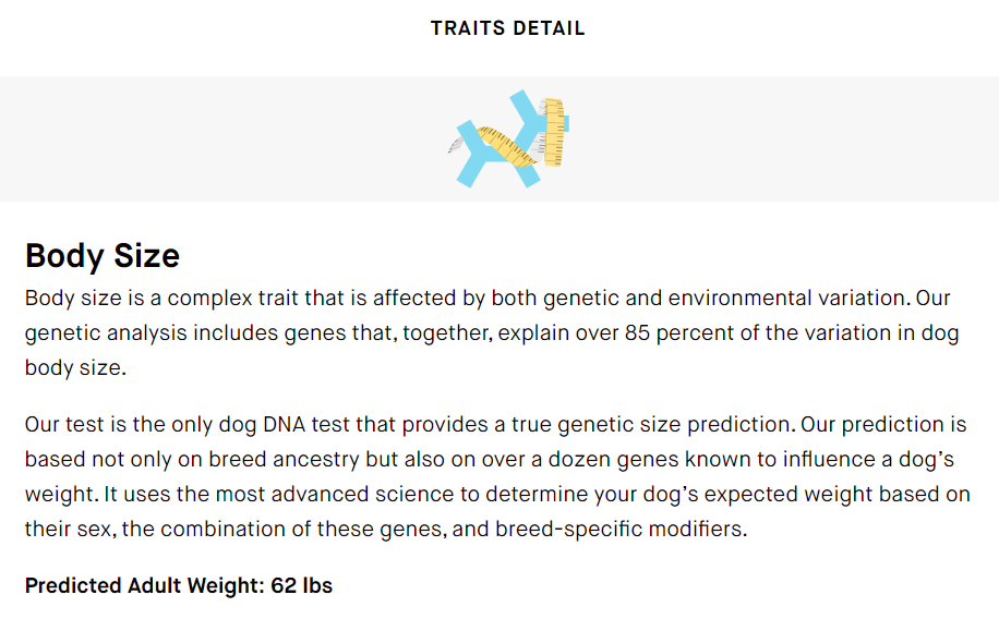 Infographic of Bree's Embark Traits Detail, listing body size and predicted adult weight of 62 lbs.