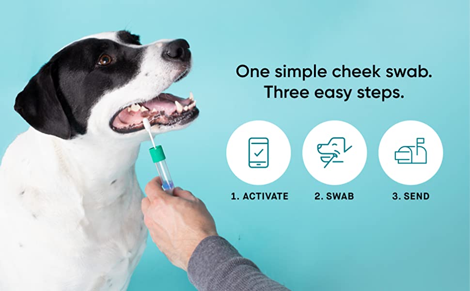 Stock photo of Embark dog DNA swab and collection device near dog's mouth.