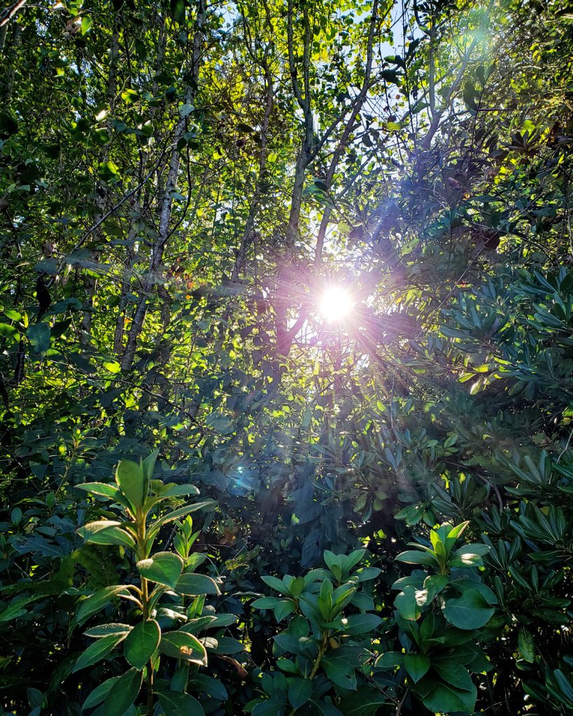 The sun peeks through trees, casting rays of light.