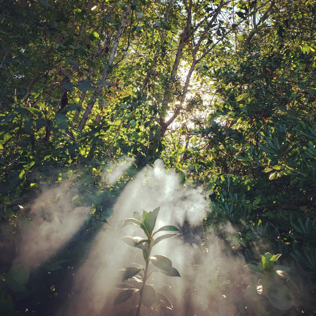 Vapor clouds drift up through branches and trees, illuminated by direct sun rays.