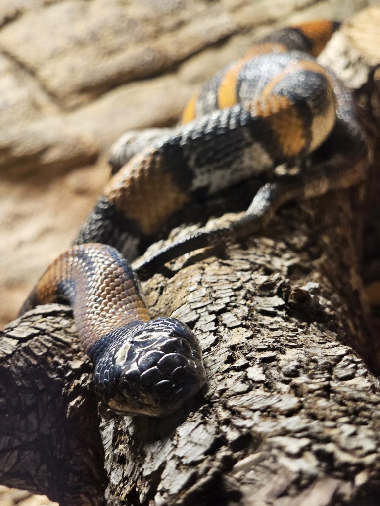 Black and orange-banded snake rests on a log at Reptile Lagoon, South of the Border.