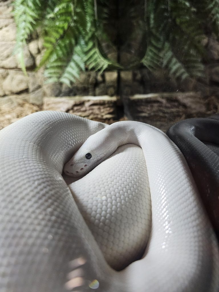 Perfectly white albino snake resting, curled in the corner of its aquarium tank at Reptile Lagoon, South of the Border.