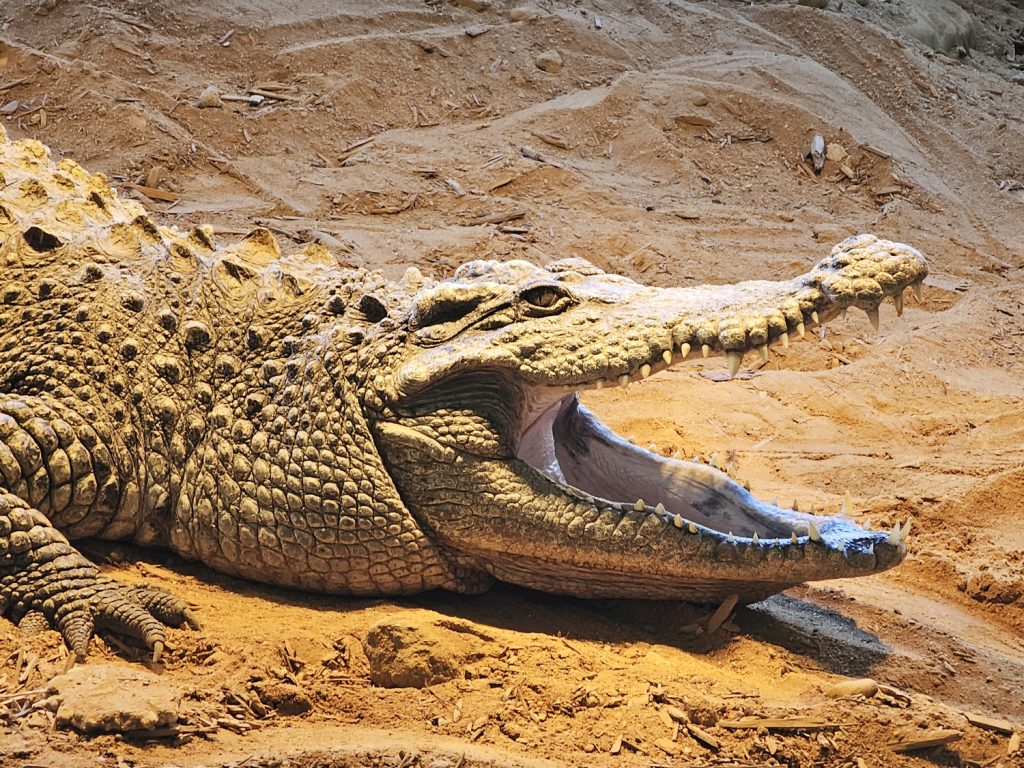 Very large alligator has its mouth fully open as it rests on the sand of its habitat enclosure at Reptile Lagoon, Hamer, SC.
