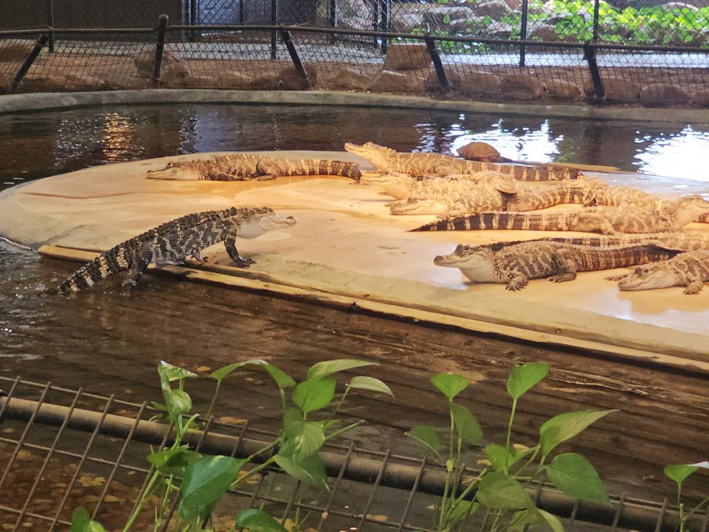 Over a dozen alligators resting on their cement island in the center of their exhibit. One gator is walking up out of the water.