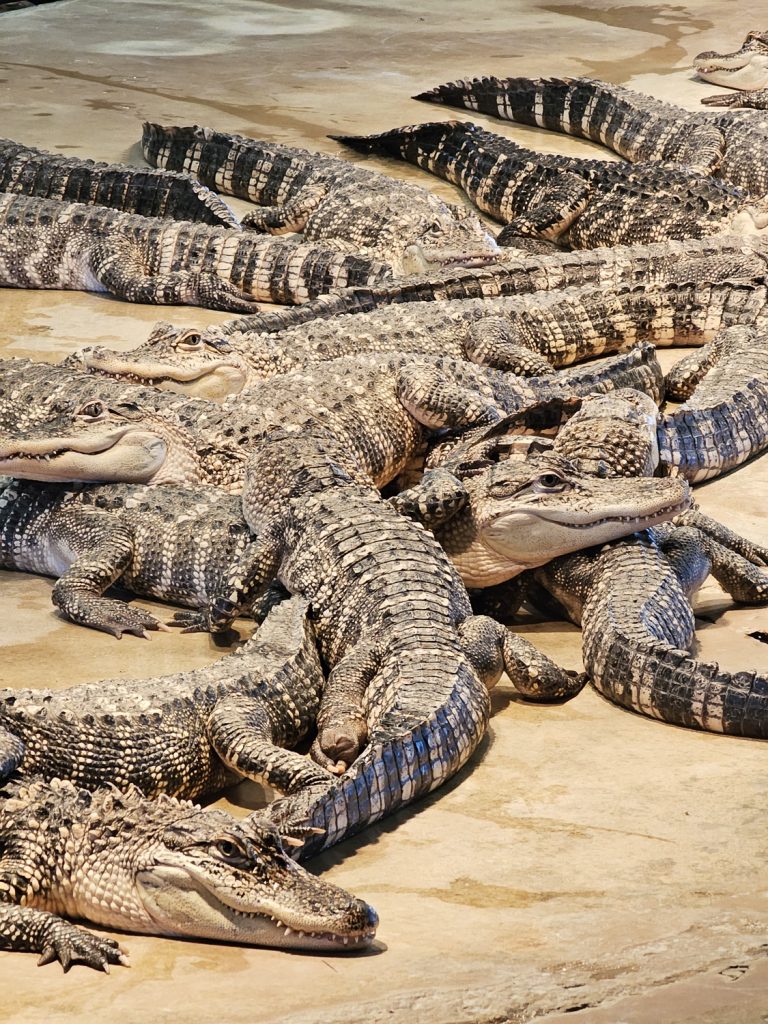Over a dozen alligators resting on their cement island in the center of their exhibit. Some are laying piled atop one another.