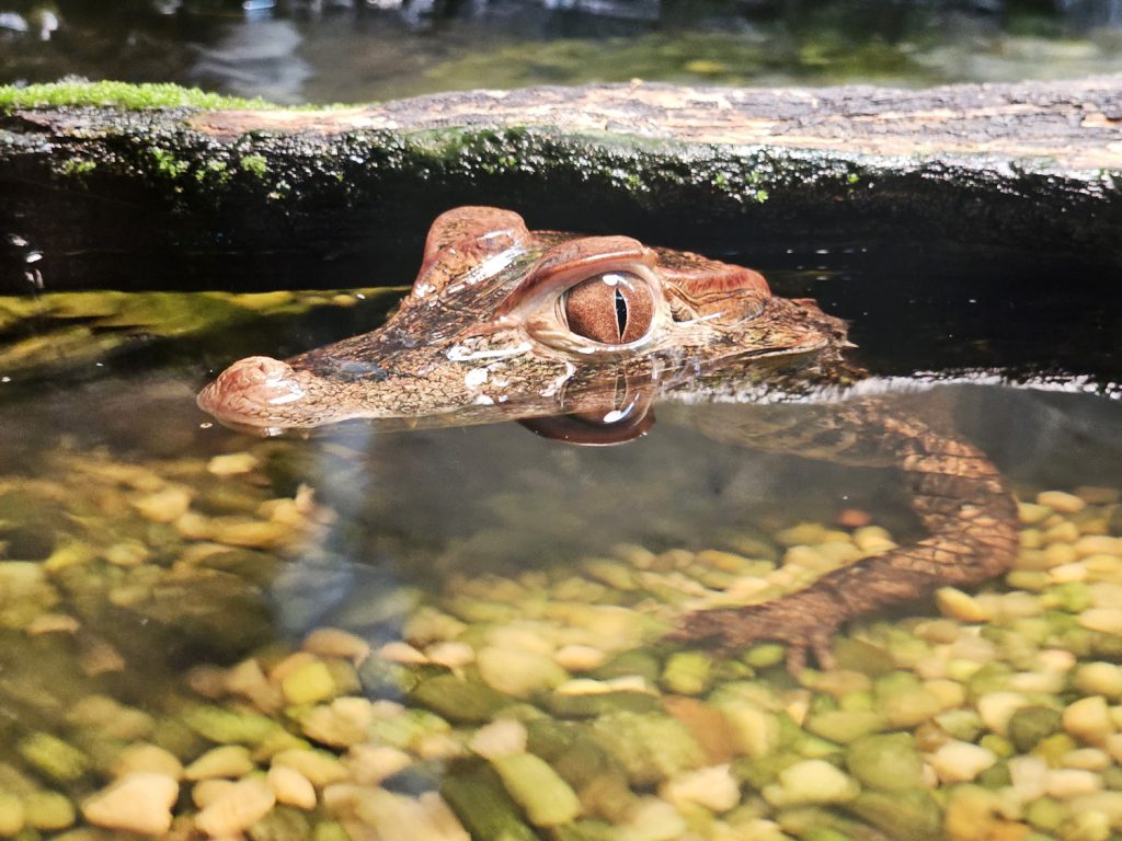 Cuvier's dwarf caiman resting in water with its eyes above the surface at Reptile Lagoon, South of the Border.