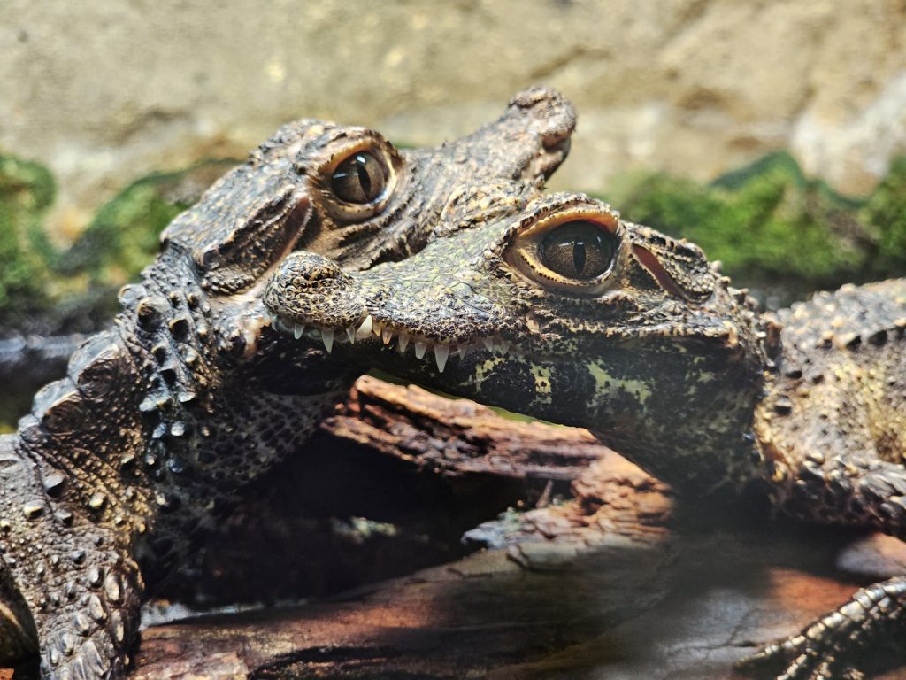 Dwarf crocodiles perch face-to-face on a log in their habitat tank at Reptile Lagoon, South of the Border.