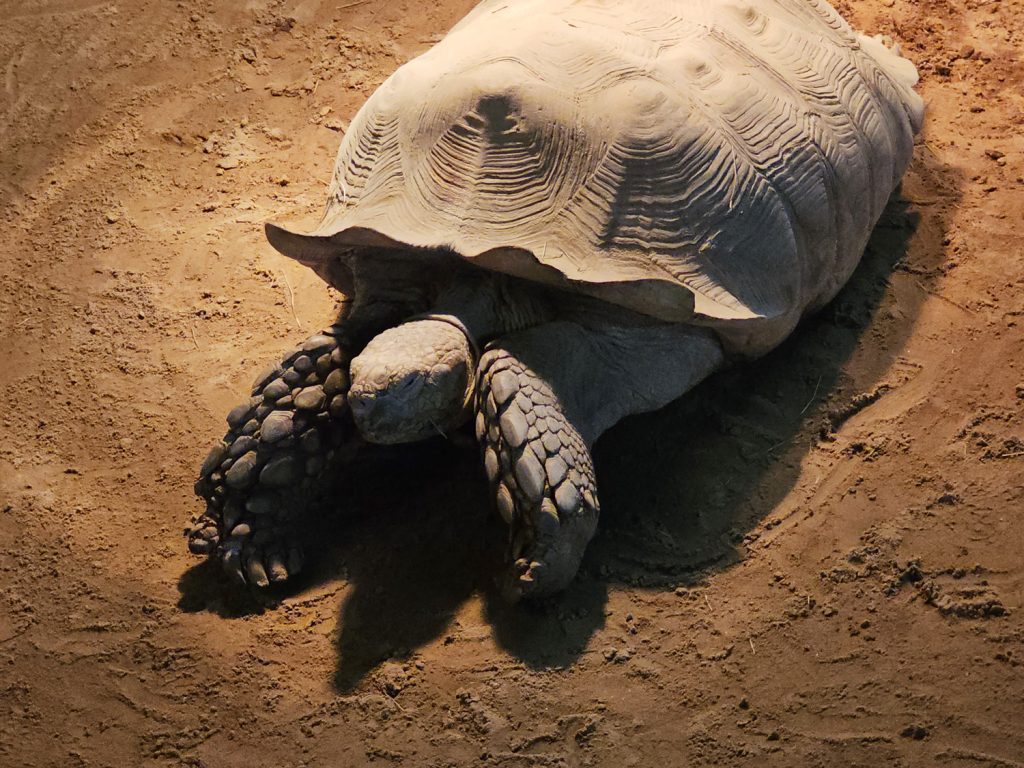 Giant tortoise in the sand at Reptile Lagoon, Hamer, SC.