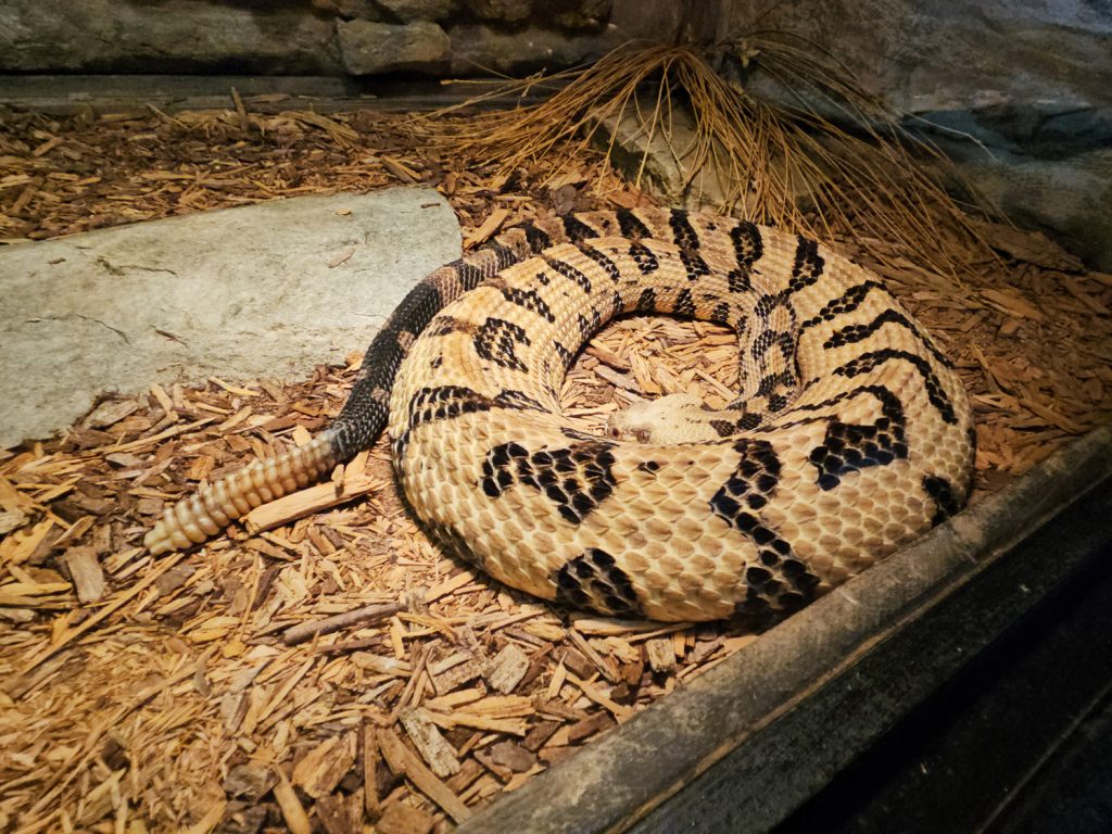 Adult, well-fed rattlesnake resting in its glass tank at Reptile Lagoon, South of the Border.